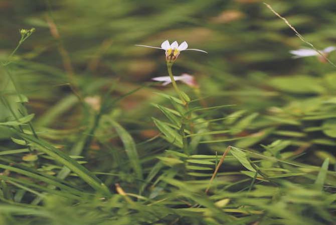 半邊花
